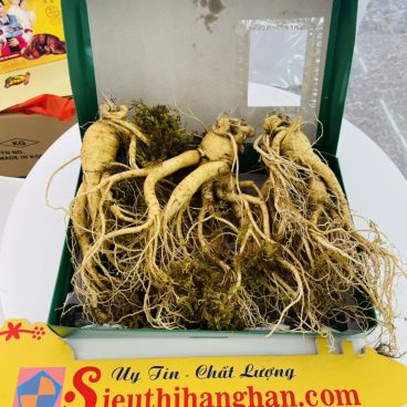 sâm tươi 3 củ hàn quốc loại 1 hàng chính hãng