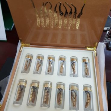 con đông trùng hạ thảo tây tạng3