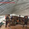 Nấm linh chi Imsil Nonghuyp Hàn Quốc 500 gram hãng Daedong Lingzhi 223