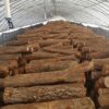 Nấm linh chi Imsil Nonghuyp Hàn Quốc 500 gram hãng Daedong Lingzhi 9