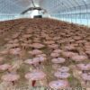 Nấm linh chi Imsil Nonghuyp Hàn Quốc 500 gram hãng Daedong Lingzhi 6