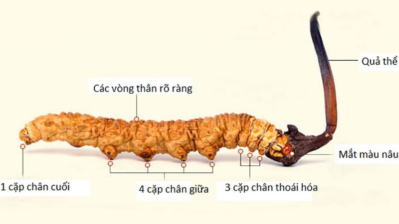 Tác dụng của đông trùng hạ thảo hàn quốc