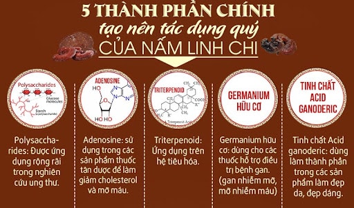 Tác dụng của nấm sừng hươu hàn quốc